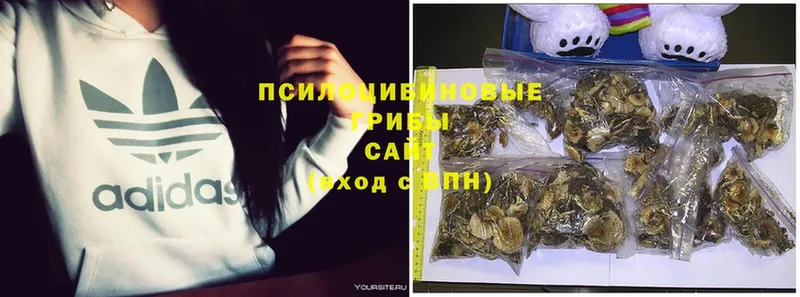 где продают   Игарка  Галлюциногенные грибы Psilocybe 